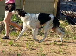 Borzoi - The Breed Archive