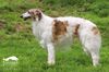Profile picture of the animal