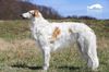 Profile picture of the animal