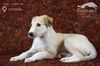 Profile picture of the animal