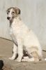 Profile picture of the animal
