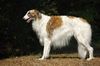 Profile picture of the animal