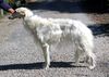 Profile picture of the animal