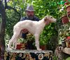 Profile picture of the animal