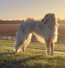 Profile picture of the animal