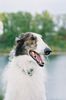 Profile picture of the animal