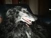 Profile picture of the animal