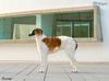 Profile picture of the animal