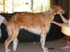Profile picture of the animal