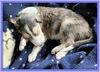 Profile picture of the animal