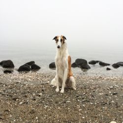 Profile picture of the animal