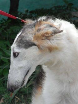 Profile picture of the animal