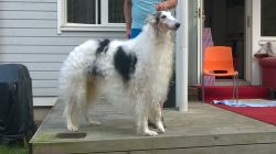 Profile picture of the animal