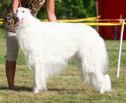Profile picture of the animal