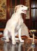Profile picture of the animal