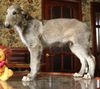 Profile picture of the animal