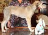 Profile picture of the animal