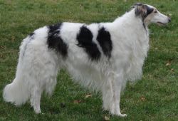 Profile picture of the animal