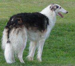 Profile picture of the animal