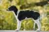 Profile picture of the animal
