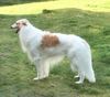 Profile picture of the animal