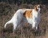 Profile picture of the animal
