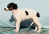 Profile picture of the animal