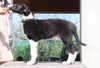 Profile picture of the animal