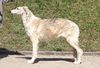 Profile picture of the animal
