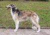 Profile picture of the animal
