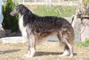 Profile picture of the animal