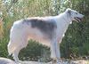 Profile picture of the animal