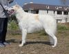 Profile picture of the animal