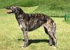Profile picture of the animal