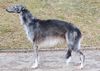 Profile picture of the animal