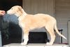 Profile picture of the animal