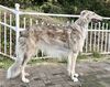 Profile picture of the animal