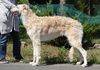 Profile picture of the animal