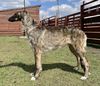 Profile picture of the animal