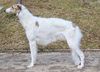 Profile picture of the animal