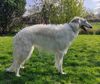 Profile picture of the animal