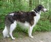 Profile picture of the animal
