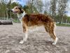 Profile picture of the animal