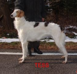 Profile picture of the animal