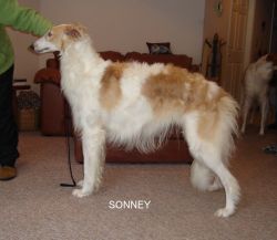 Profile picture of the animal