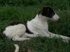 Profile picture of the animal