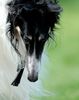 Profile picture of the animal