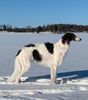 Profile picture of the animal