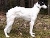 Profile picture of the animal