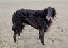 Profile picture of the animal